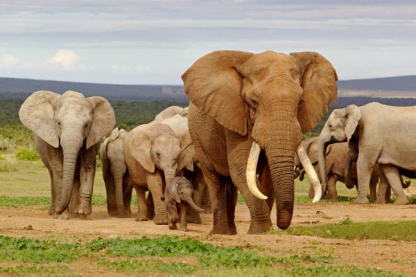 Elephant Herd An elephant herd, led by a Magnificent 'Tusker' bull at a waterhole in the Addo Elephant National Park.